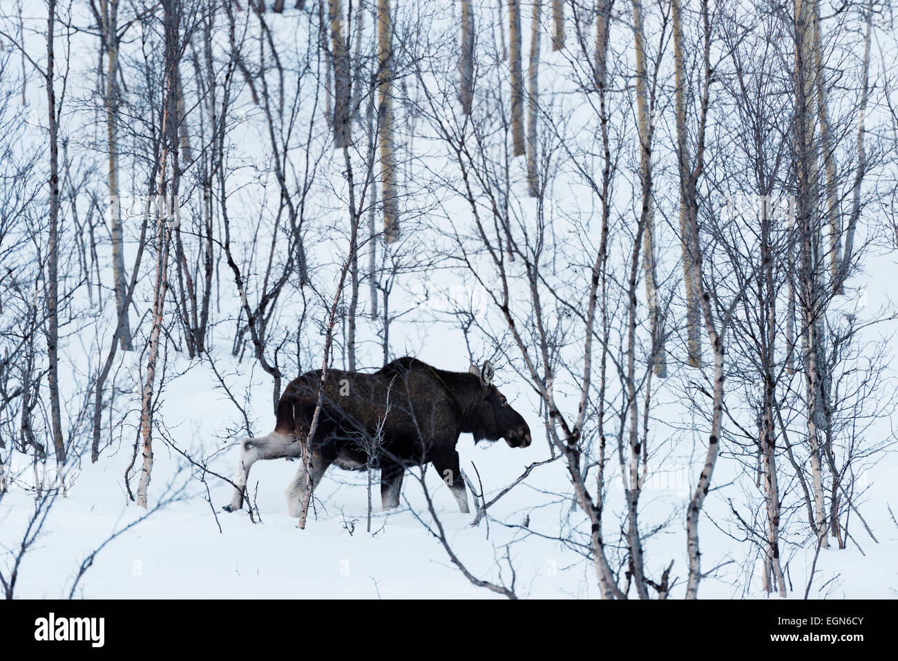 Arktische Cirlcle, Europa, Lappland, Skandinavien, Schweden, Abisko Nationalpark, Elch - eurasischen Elch, Alces Alces Stockfoto