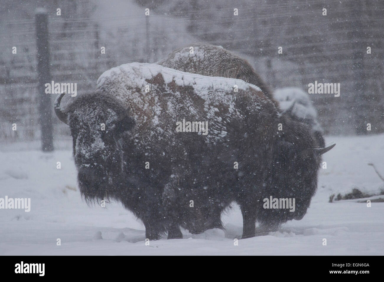 Memories Of A Wild-West - A Gruppe von Bisons grasen im Schnee zaubert allerlei Gedanken von Amerika zu einer jüngeren Zeit Stockfoto