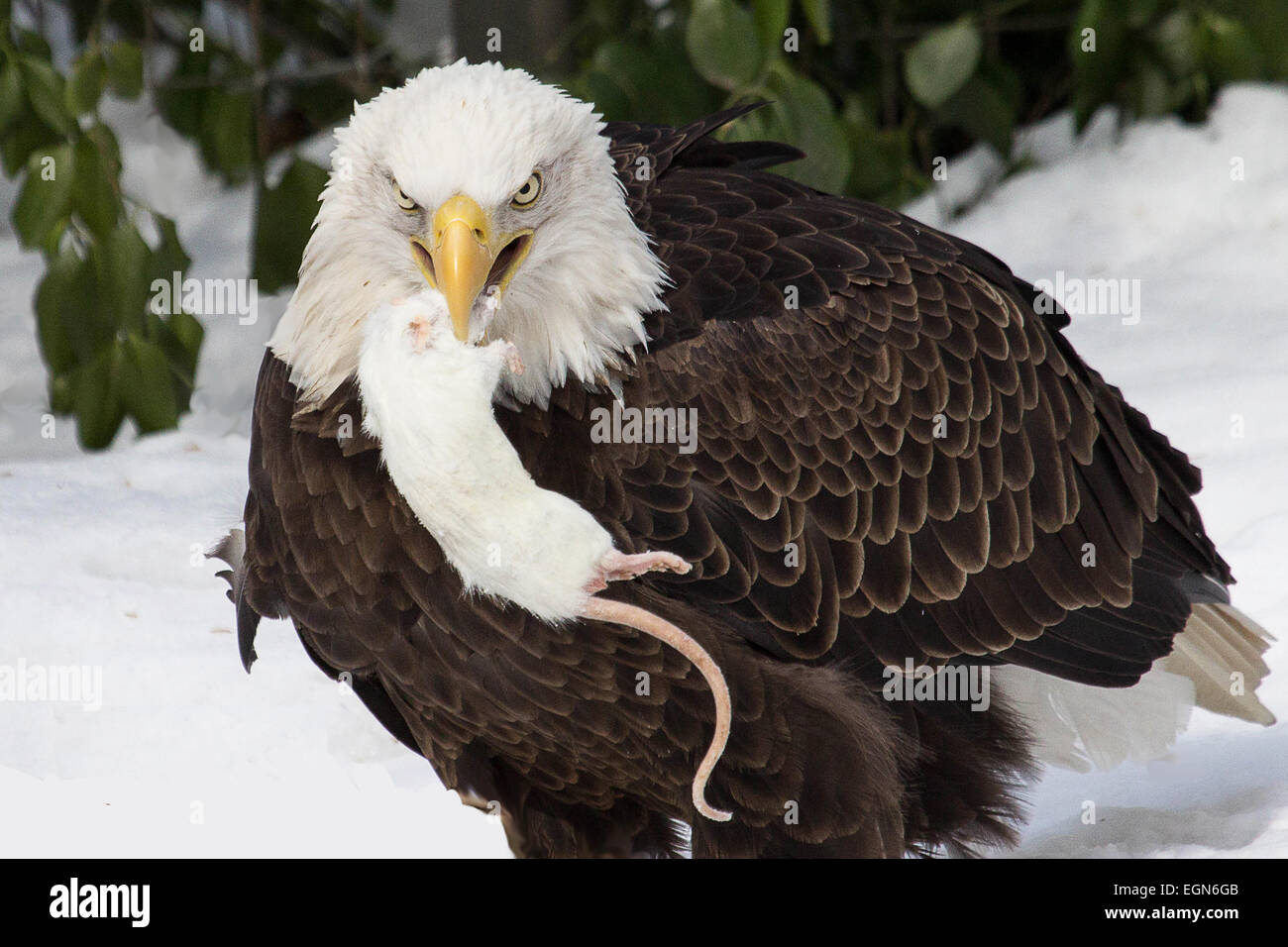 Greifvogel - A seltene Sichtung der Weißkopf-Seeadler Erfassung seiner Beute zu verschlingen Stockfoto