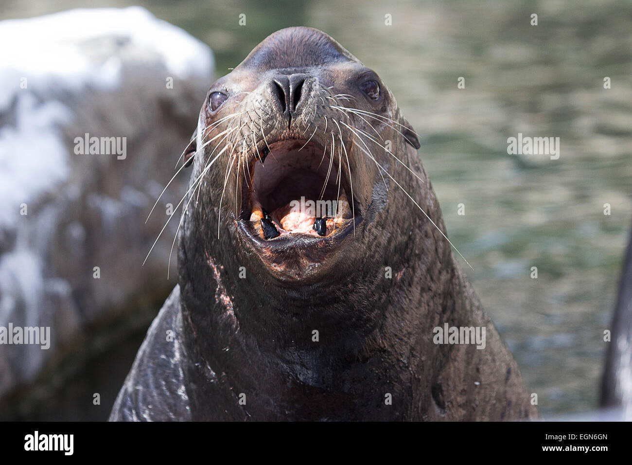 Kalifornien Seelöwen - A Seelöwen öffnet den Mund erwartet einen Schluck von Fisch Stockfoto