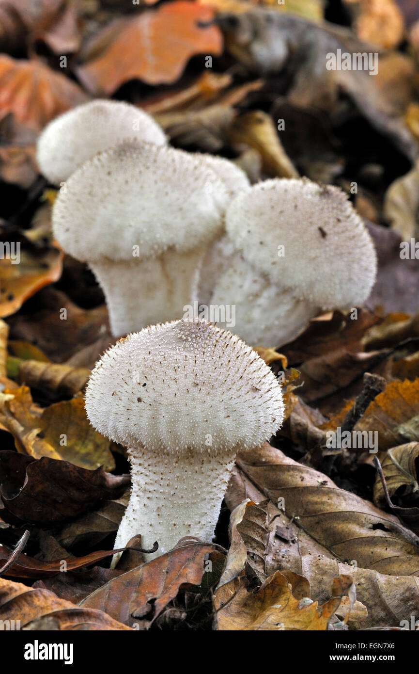 Gemeinsamen Puffball / gewarzt Puffball / Edelstein besetzte Puffball / Teufels Dose (Lycoperdon Perlatum / Lycoperdon Gemmatum) Stockfoto