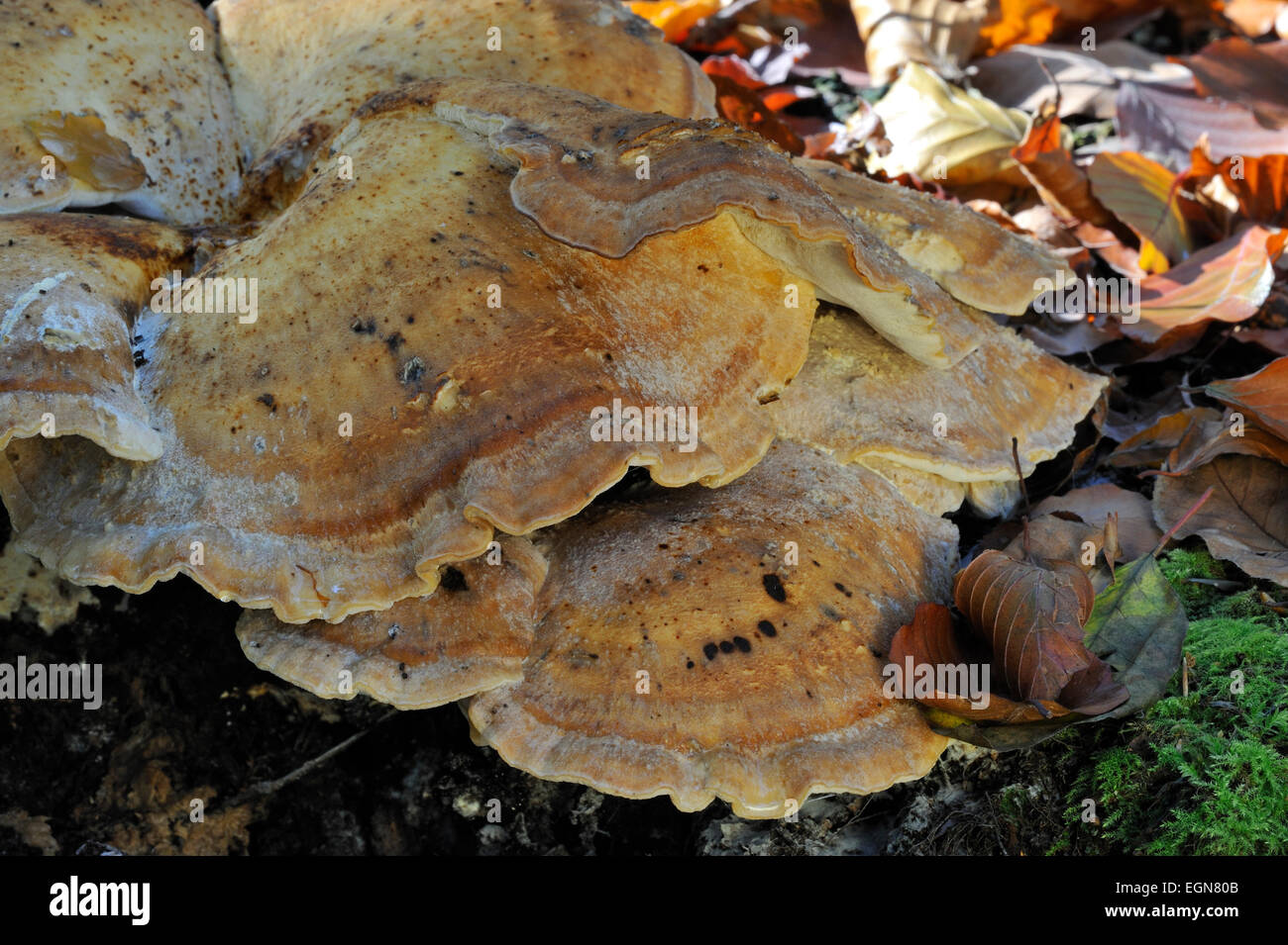 Riesige Polypore Halterung Pilz / schwarz-Färbung Polypore (Meripilus Giganteus / Polyporus Giganteus) auf Baumstumpf Stockfoto