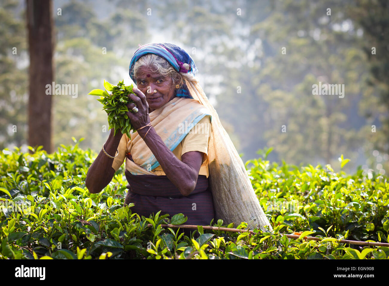 Weibliche Tee Picker in Teeplantage in Maskeliya Stockfoto