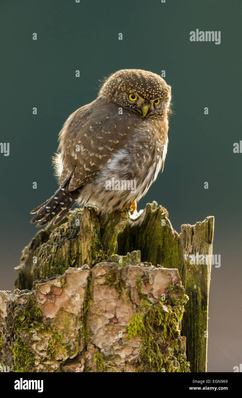 Nördlichen Pygmy Eule auf territoriale Barsch-Chilliwack, Britisch-Kolumbien, Kanada. Stockfoto