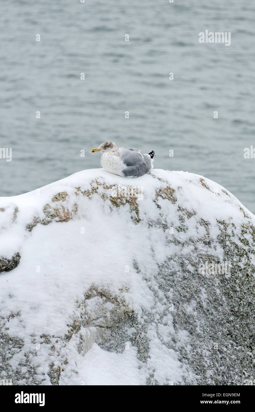 Eine Silbermöwe Sitzstangen auf tief verschneiten Balance Felsen in Bar Harbor, Maine. Stockfoto