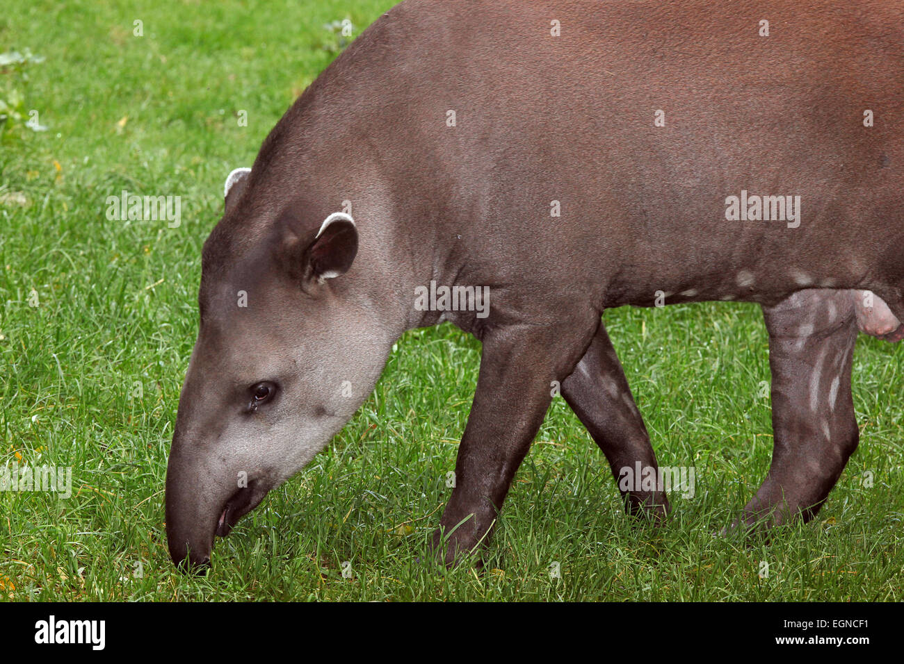 Südamerikanischen oder Flachland Tapir (Tapirus Terrestris) Stockfoto
