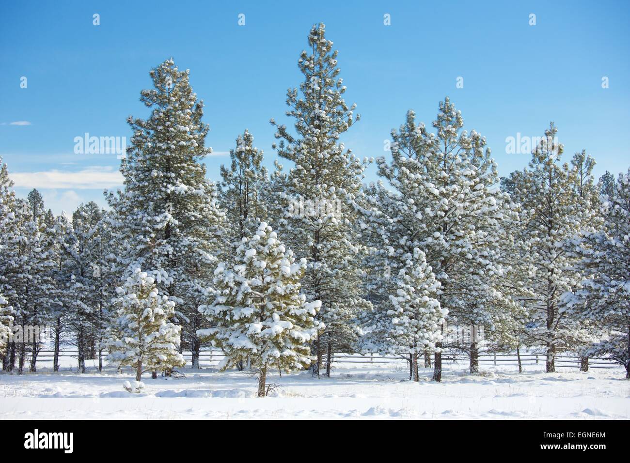 Einen schönen Wald mit Neuschnee im Bryce-Canyon-Nationalpark, Utah. Stockfoto