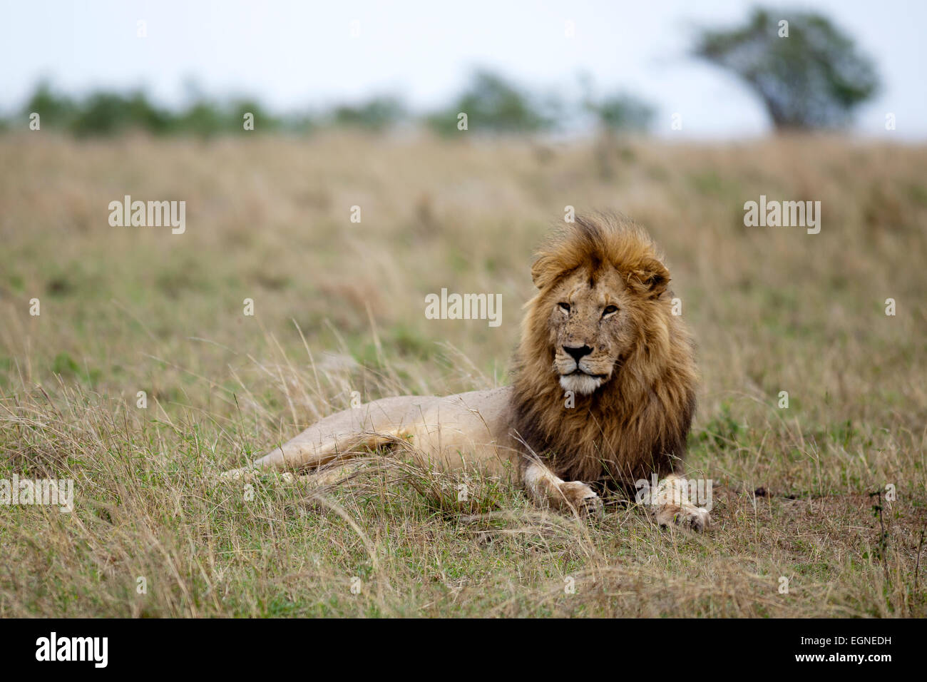Wunderschöne Löwen mit großer Mähne in Sonne auf afrikanische Ebene liegend Stockfoto