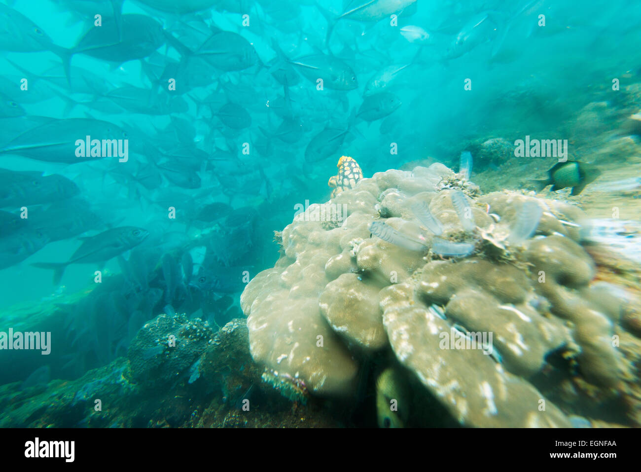 South East Asia, Philippinen, Luzon, Subic Bay Makrelenschwarm Stockfoto