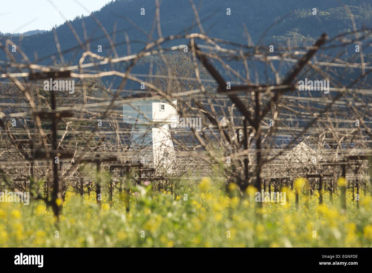 Senf in voller Blüte im Winter in Nord-Kalifornien Wein-Land im Napa ...