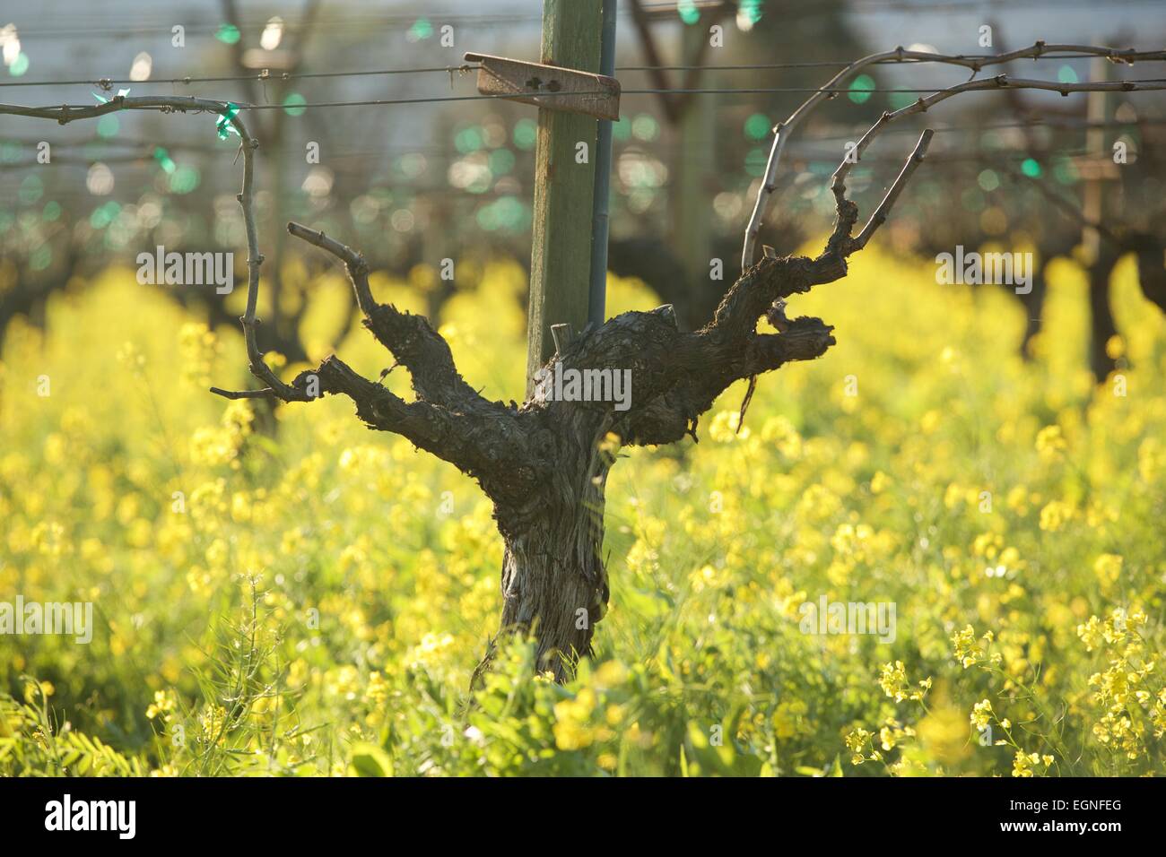 Senf in voller Blüte im Winter in Nord-Kalifornien Wein-Land im Napa ...