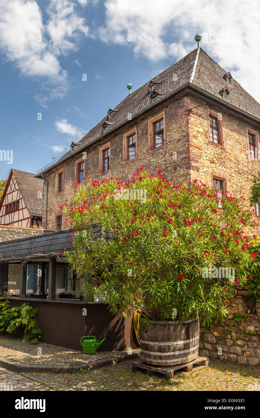 Weingut in Eltville, Rhein, Deutschland Stockfoto