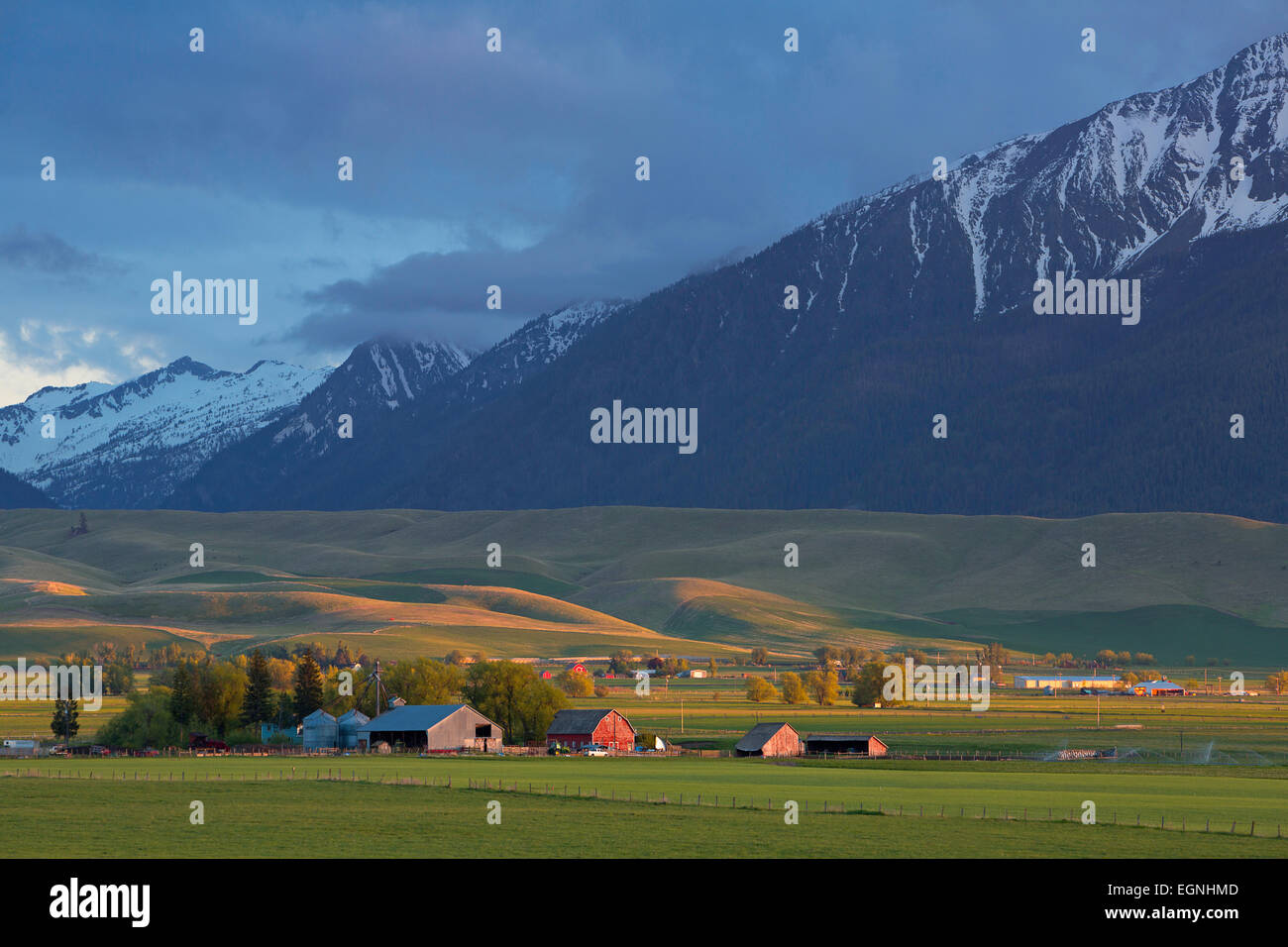 Bereich Landwirtschaft und Viehzucht in der Nähe von Joseph, Oregon liegt unterhalb der Wallowa-Berge. Frühling. USA Stockfoto