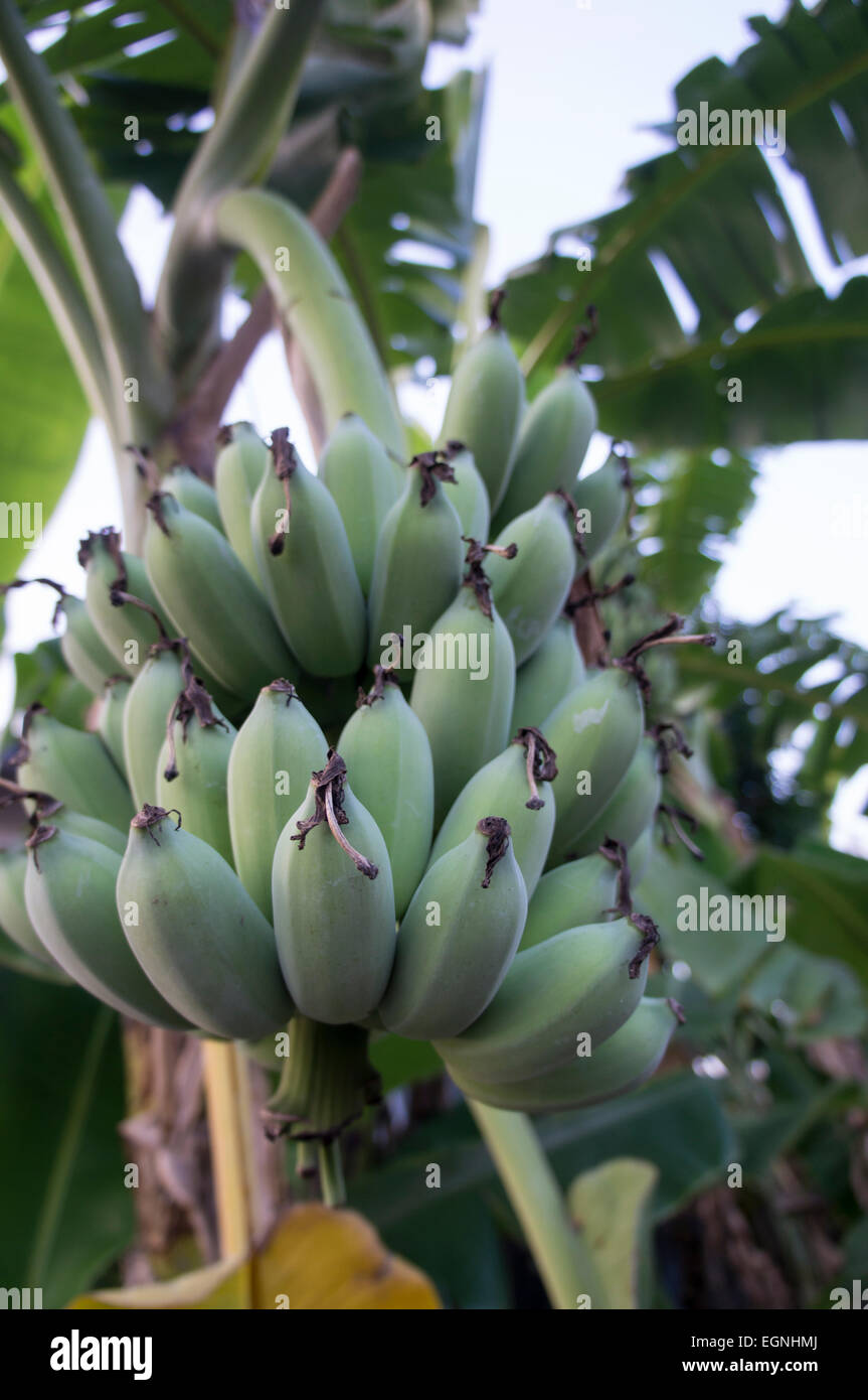 Bananenbaum mit Banane Stockfoto