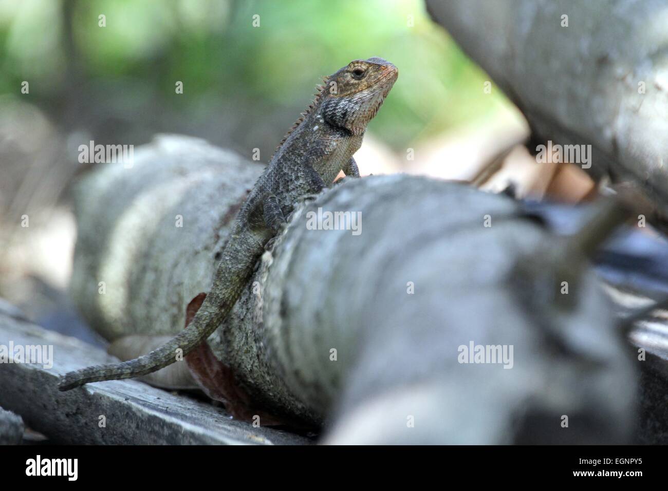 Insel Bintan, Riau-Inseln, Indonesien. 28. Februar 2015. BINTAN ISLAND, Indonesien - Februar 28: A Chamäleon an einem Baum auf seinem Hinterhof am 28. Februar 2015 in Bintan Island, Indonesien. Indonesien hat eine Vielfalt an Tieren, Insekten, Vögel, Fische. © Sijori Bilder/ZUMA Draht/Alamy Live-Nachrichten Stockfoto