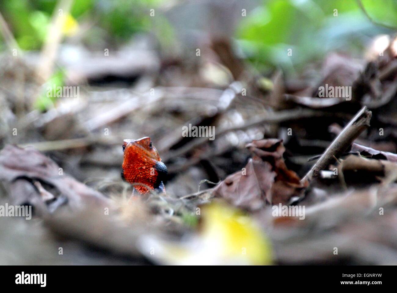 Insel Bintan, Riau-Inseln, Indonesien. 28. Februar 2015. BINTAN ISLAND, Indonesien - Februar 28: A Chamäleon an einem Baum auf seinem Hinterhof am 28. Februar 2015 in Bintan Island, Indonesien. Indonesien hat eine Vielfalt an Tieren, Insekten, Vögel, Fische. © Sijori Bilder/ZUMA Draht/Alamy Live-Nachrichten Stockfoto