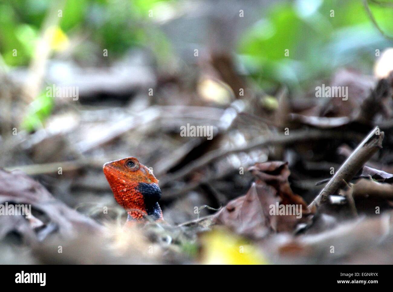 Insel Bintan, Riau-Inseln, Indonesien. 28. Februar 2015. BINTAN ISLAND, Indonesien - Februar 28: A Chamäleon an einem Baum auf seinem Hinterhof am 28. Februar 2015 in Bintan Island, Indonesien. Indonesien hat eine Vielfalt an Tieren, Insekten, Vögel, Fische. © Sijori Bilder/ZUMA Draht/Alamy Live-Nachrichten Stockfoto