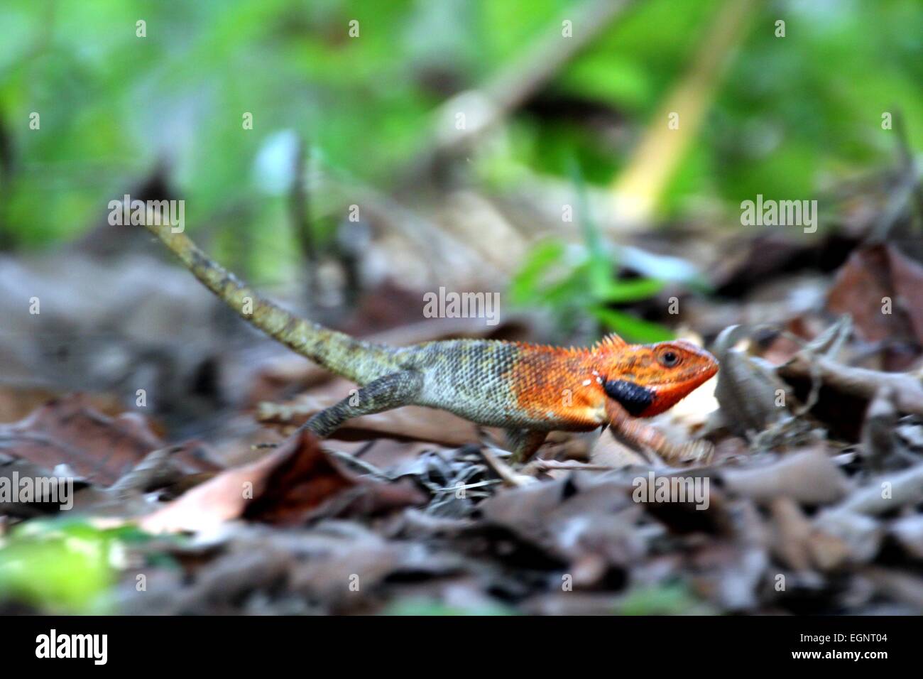 Insel Bintan, Riau-Inseln, Indonesien. 28. Februar 2015. BINTAN ISLAND, Indonesien - Februar 28: A Chamäleon an einem Baum auf seinem Hinterhof am 28. Februar 2015 in Bintan Island, Indonesien. Indonesien hat eine Vielfalt an Tieren, Insekten, Vögel, Fische. © Sijori Bilder/ZUMA Draht/Alamy Live-Nachrichten Stockfoto