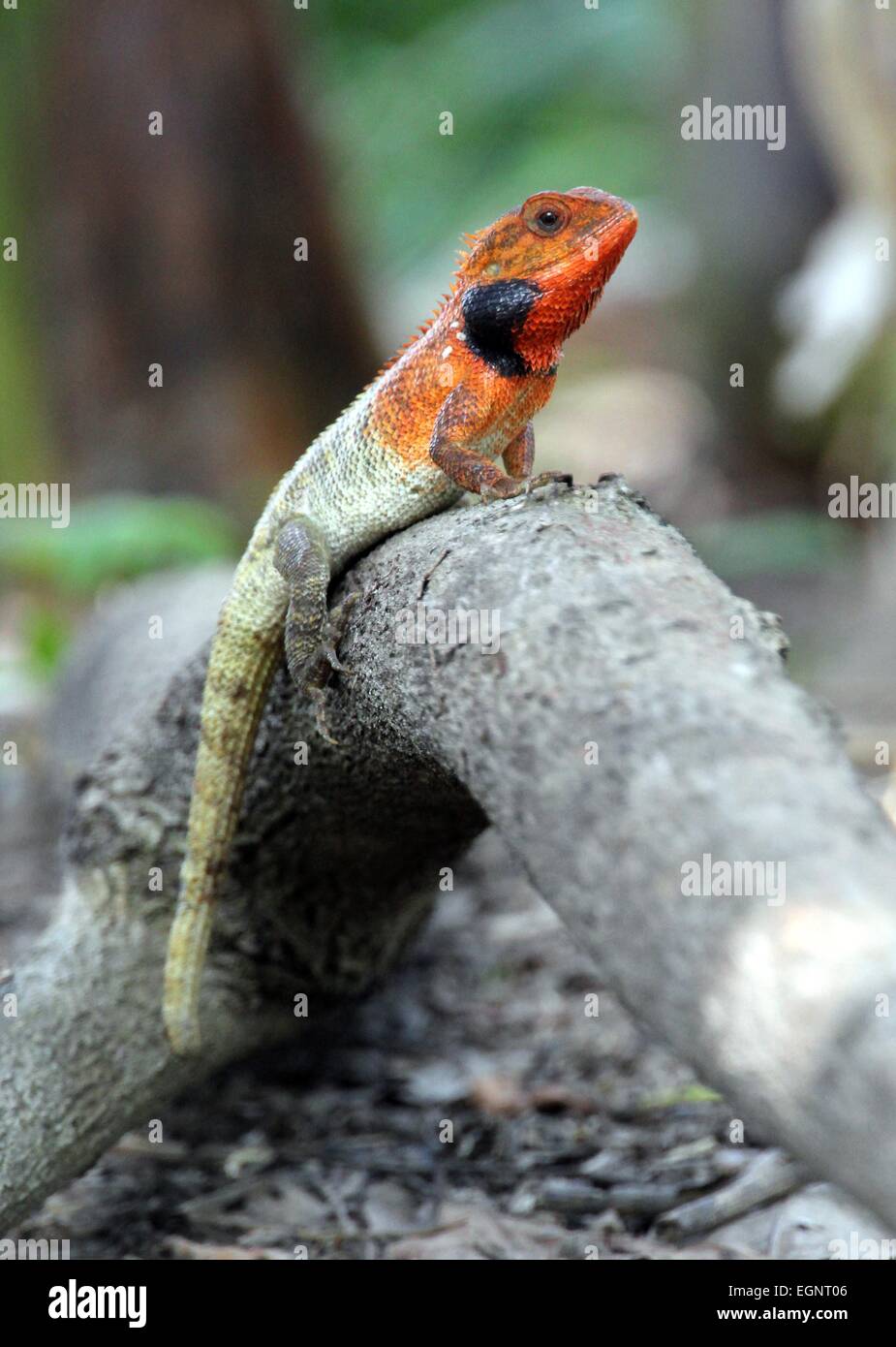 Insel Bintan, Riau-Inseln, Indonesien. 28. Februar 2015. BINTAN ISLAND, Indonesien - Februar 28: A Chamäleon an einem Baum auf seinem Hinterhof am 28. Februar 2015 in Bintan Island, Indonesien. Indonesien hat eine Vielfalt an Tieren, Insekten, Vögel, Fische. © Sijori Bilder/ZUMA Draht/Alamy Live-Nachrichten Stockfoto