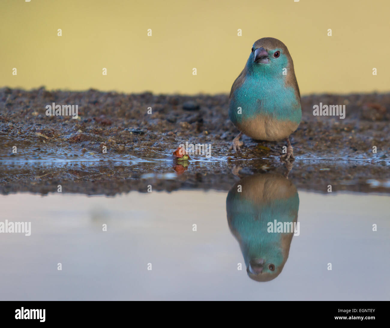 Blaue Wellenastrild am Rand des Wassers Stockfoto