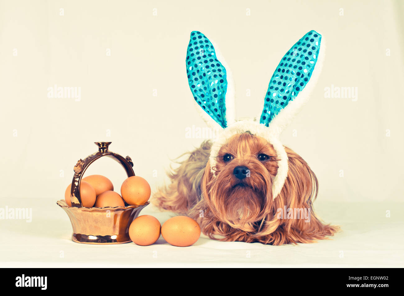 Netter Hund wie Ostern Hase liegend Porträt mit Eiern in goldenen Korb. Retro-Foto-Effekt. Stockfoto