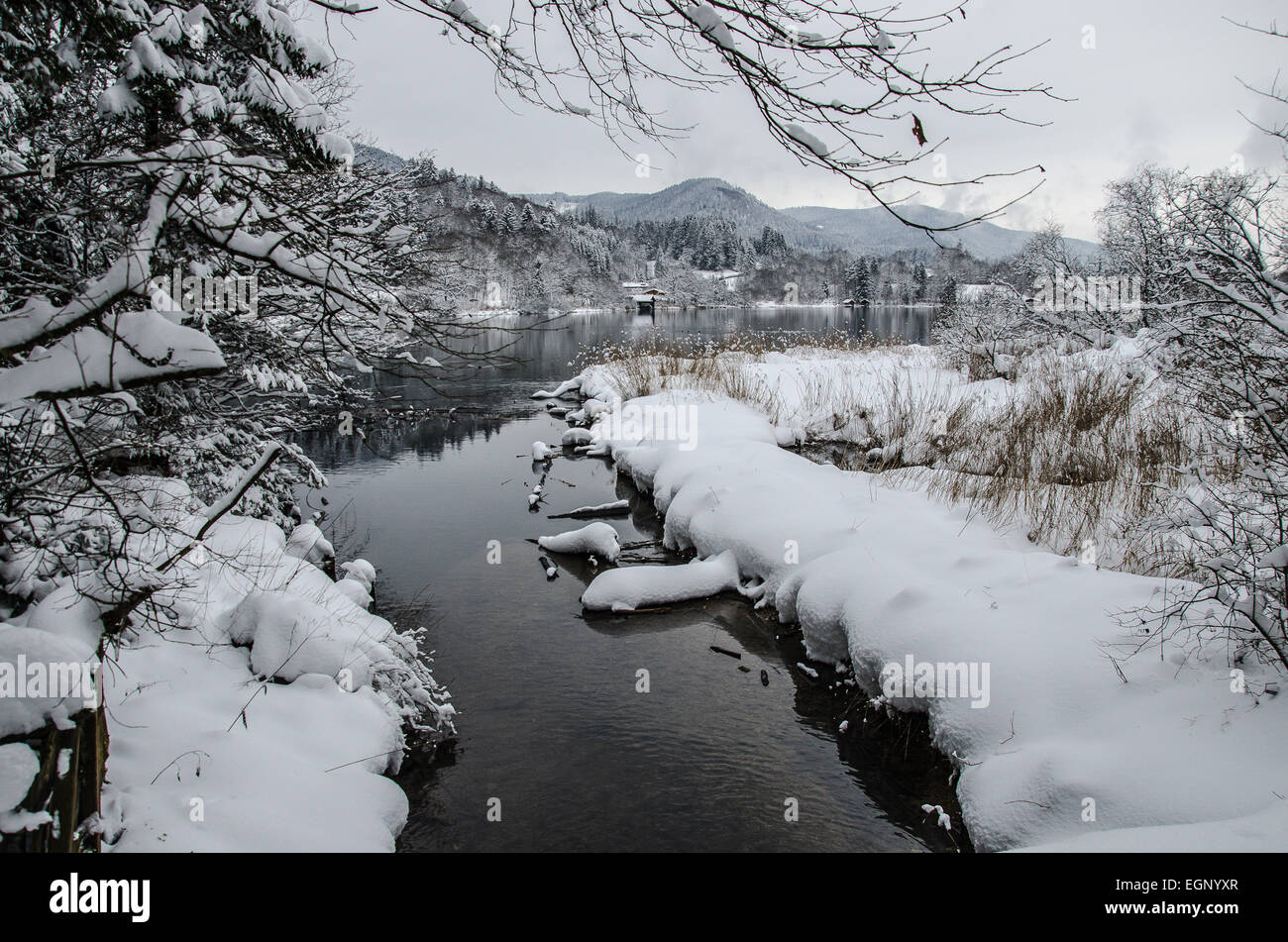 Winter am See Tegernsee kargen Bäumen Äste voller Schnee Bach Ringsee Stockfoto