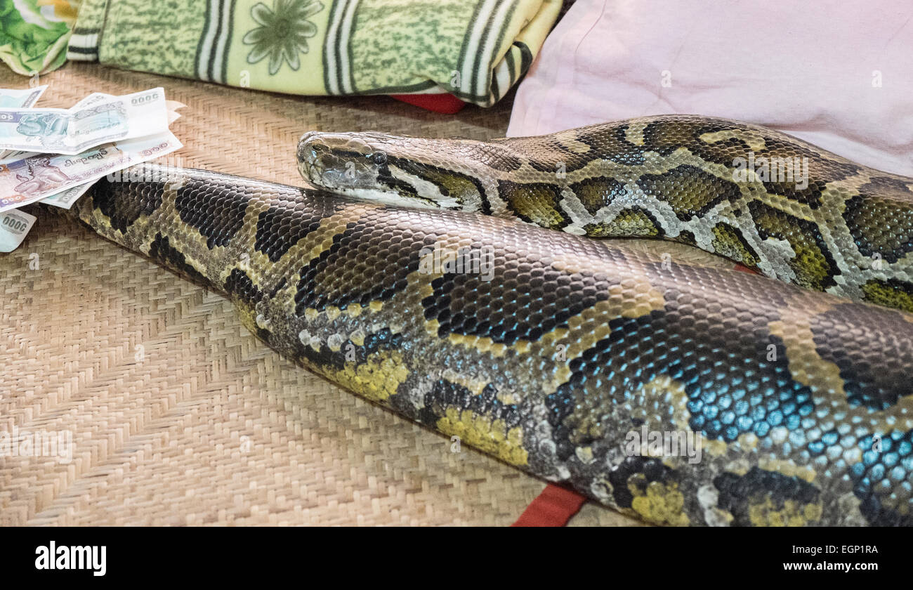 Geld wurde großen, gut gefütterten Python/Tempel bei Snake angeboten Tempel.EINE riesige birmanische Python im Schlangenkloster in Bago, Pegu, Myanmar, Burma, Asien, Asien Stockfoto