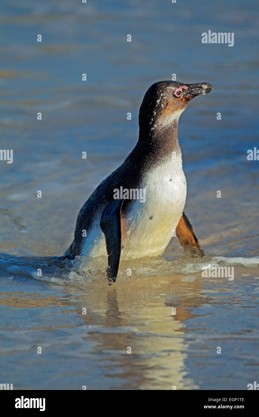 Eine junge afrikanische Pinguin (Spheniscus Demersus) im flachen Wasser, Western Cape, Südafrika Stockfoto