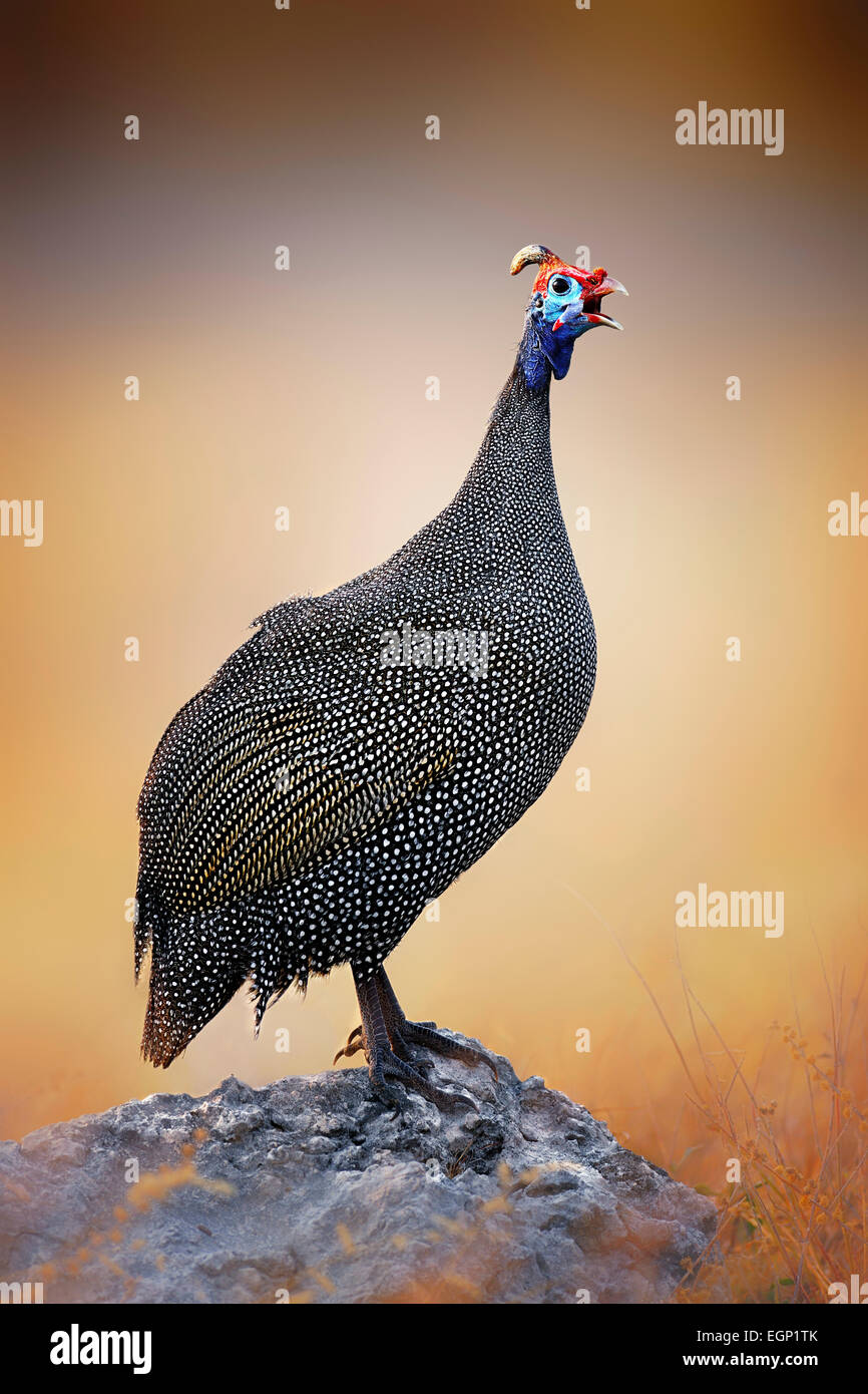 Behelmte Perlhuhn (Numida Meleagris) thront auf einem Felsen - Etosha Nationalpark (Namibia) Stockfoto