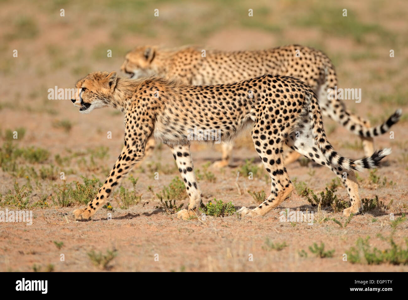 Zwei stalking Geparden (Acinonyx Jubatus), Kalahari-Wüste, Südafrika Stockfoto
