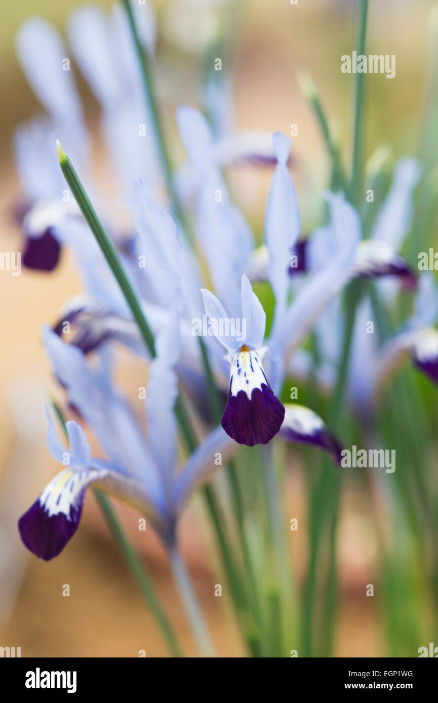 Iris Reticulata. Frühe bauchige iris Stockfoto