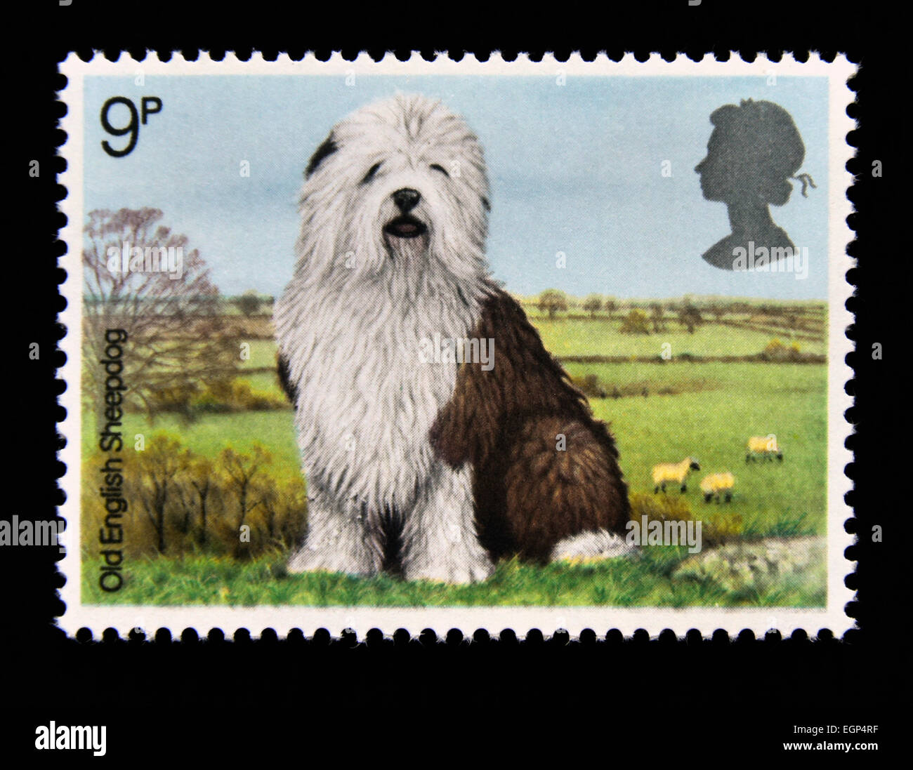 Briefmarke. Great Britain. Königin Elizabeth II. 1979. Hunde. Old English Sheepdog. 9p. Stockfoto