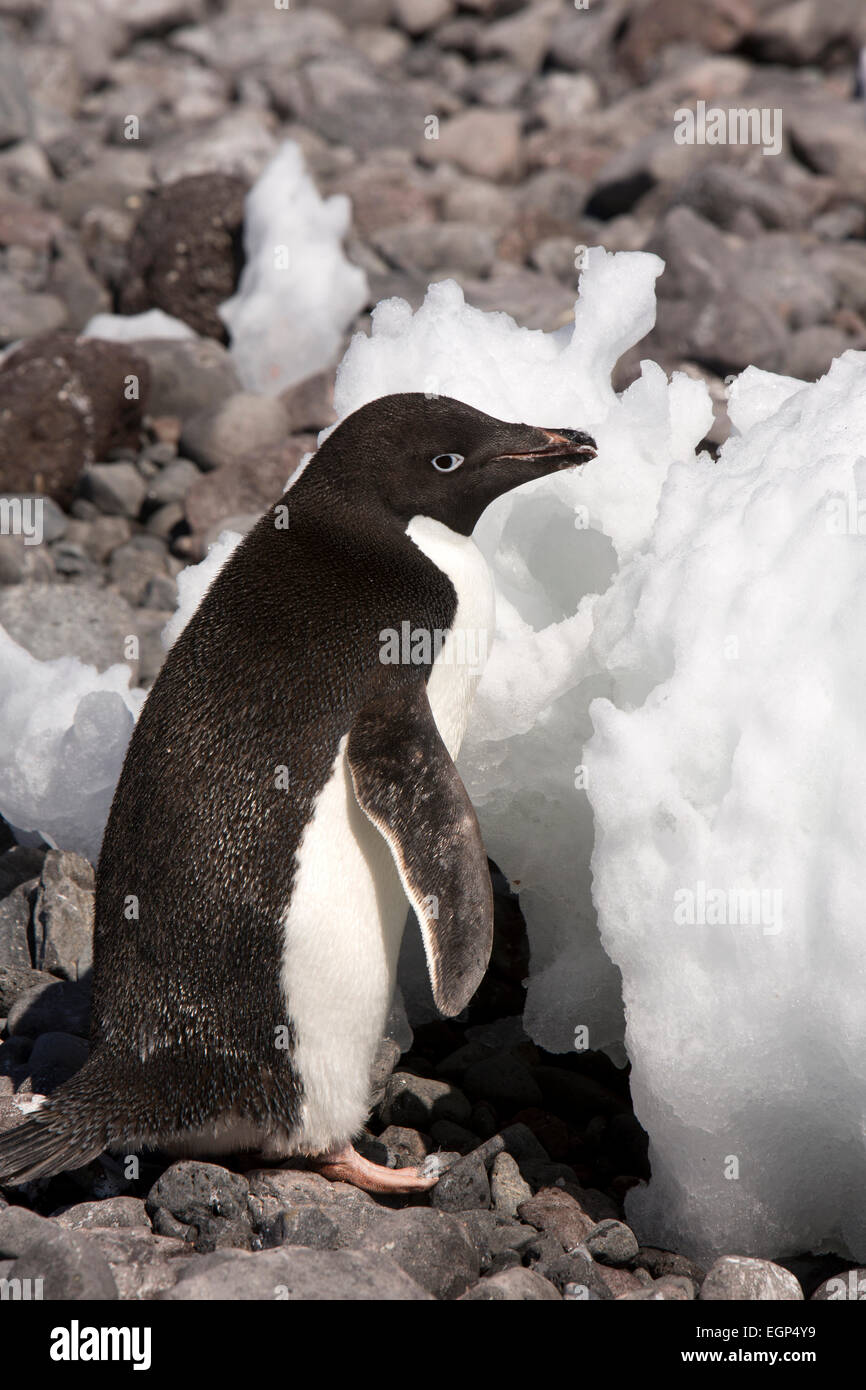 Antarktis, Weddell-Meer, Paulet Insel Adelie Pinguin essen Eis um frisches Wasser zu trinken Stockfoto