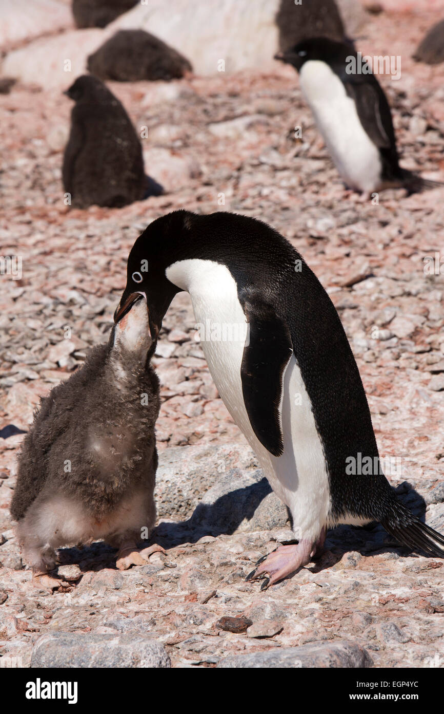 Antarktis, Weddell-Meer, Paulet Insel Adelie Pinguin Eltern Fütterung Küken von erbrechend Essen Stockfoto
