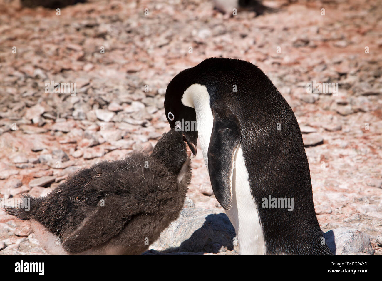 Antarktis, Weddell-Meer, Paulet Insel Adelie Pinguin Eltern Fütterung Küken von erbrechend Essen Stockfoto