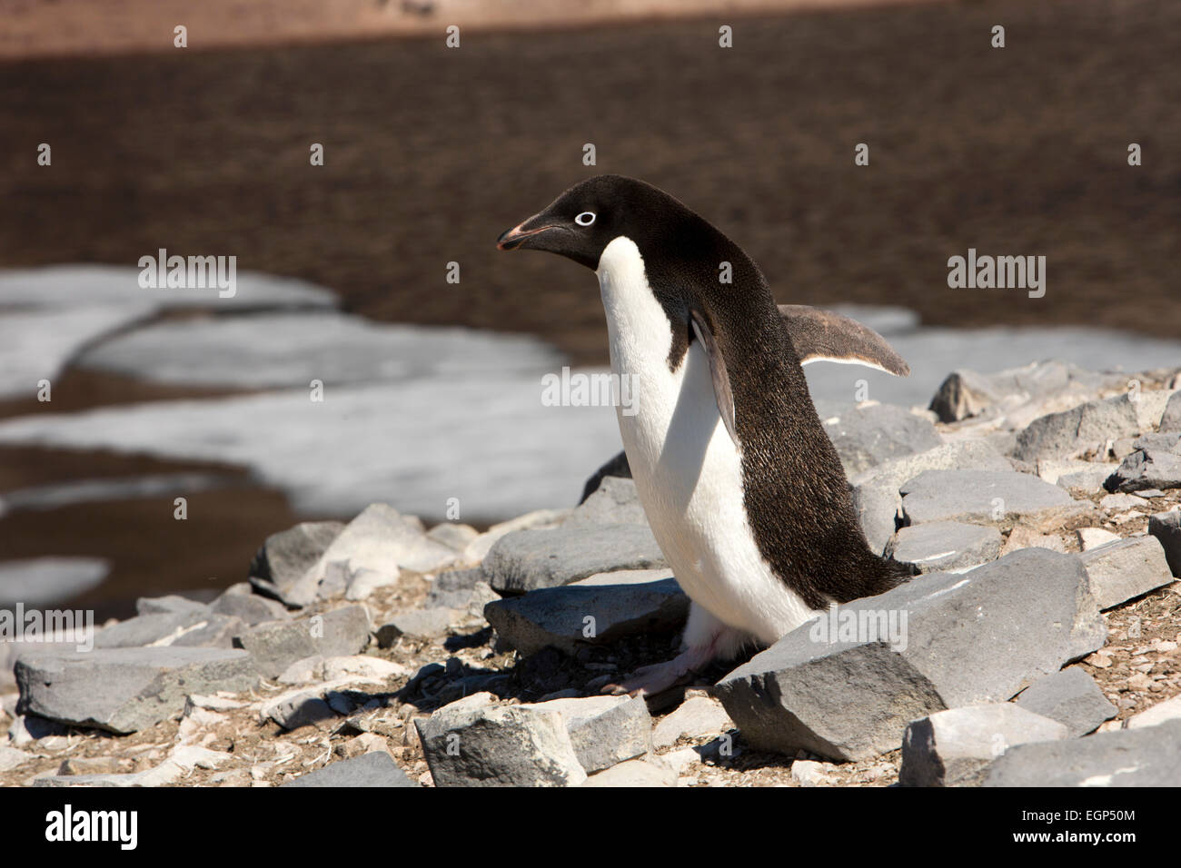 Antarktis, Paulet Insel Adelie Pinguin Kolonie auf geothermisch erwärmten Steinen Stockfoto