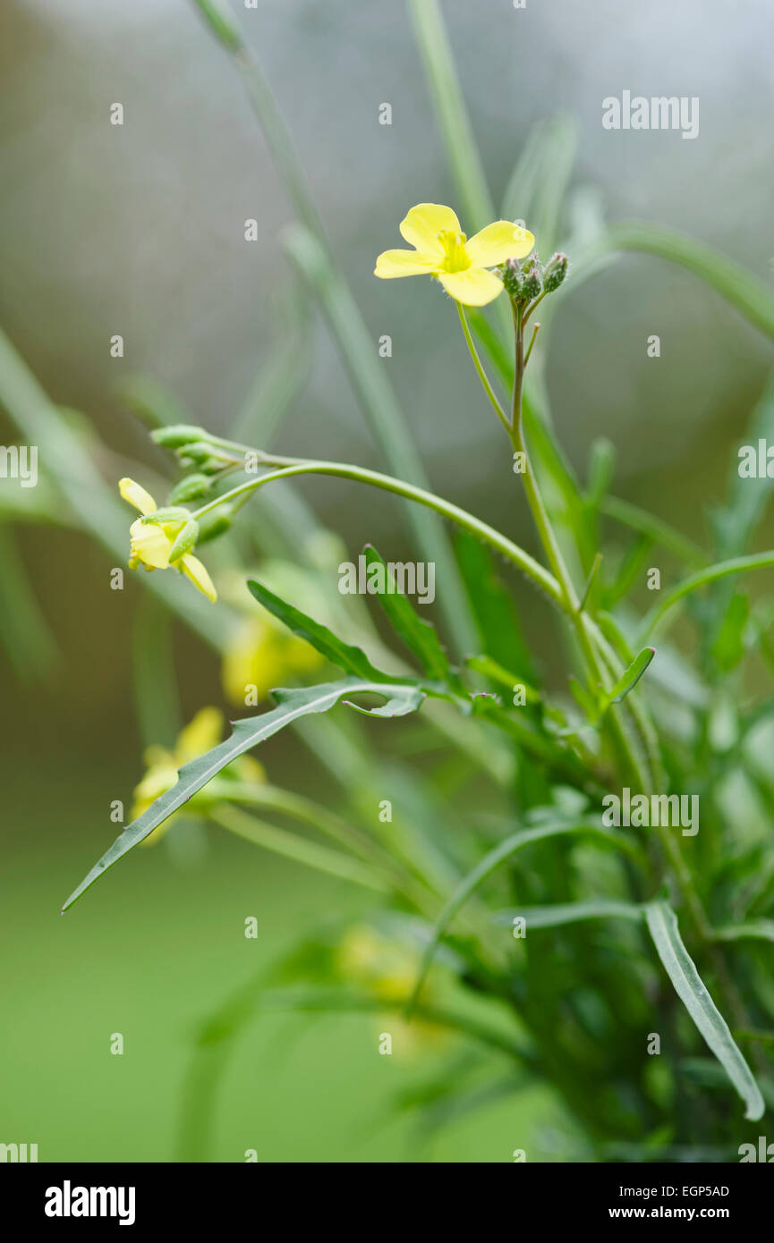 Rakete, entnimmt Vesicaria Sativa. Schließen Sie die Seitenansicht von Blättern und gelben Blüten. Stockfoto