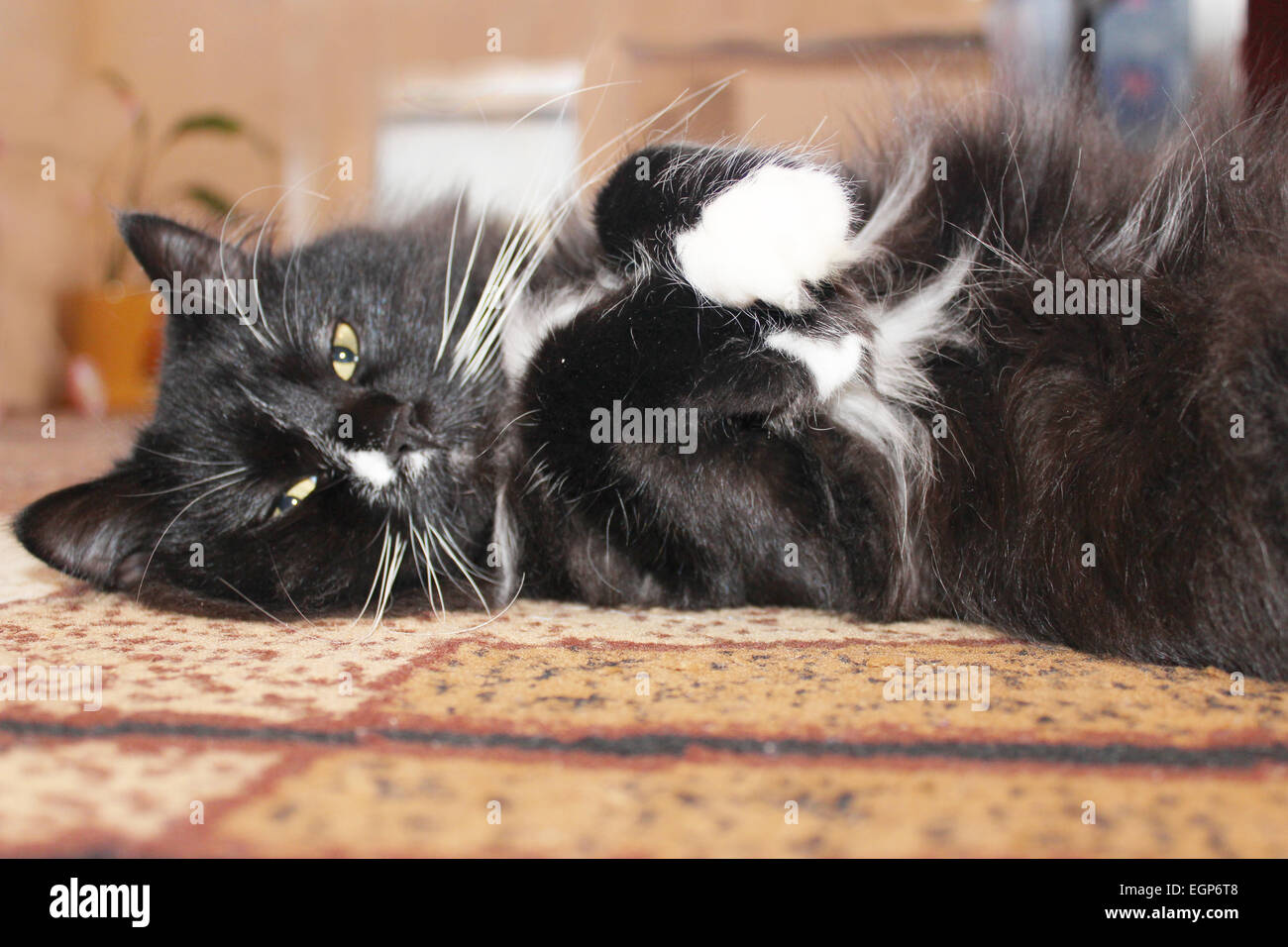 schwarzen müde Katze schläft auf dem braunen Teppich Stockfoto