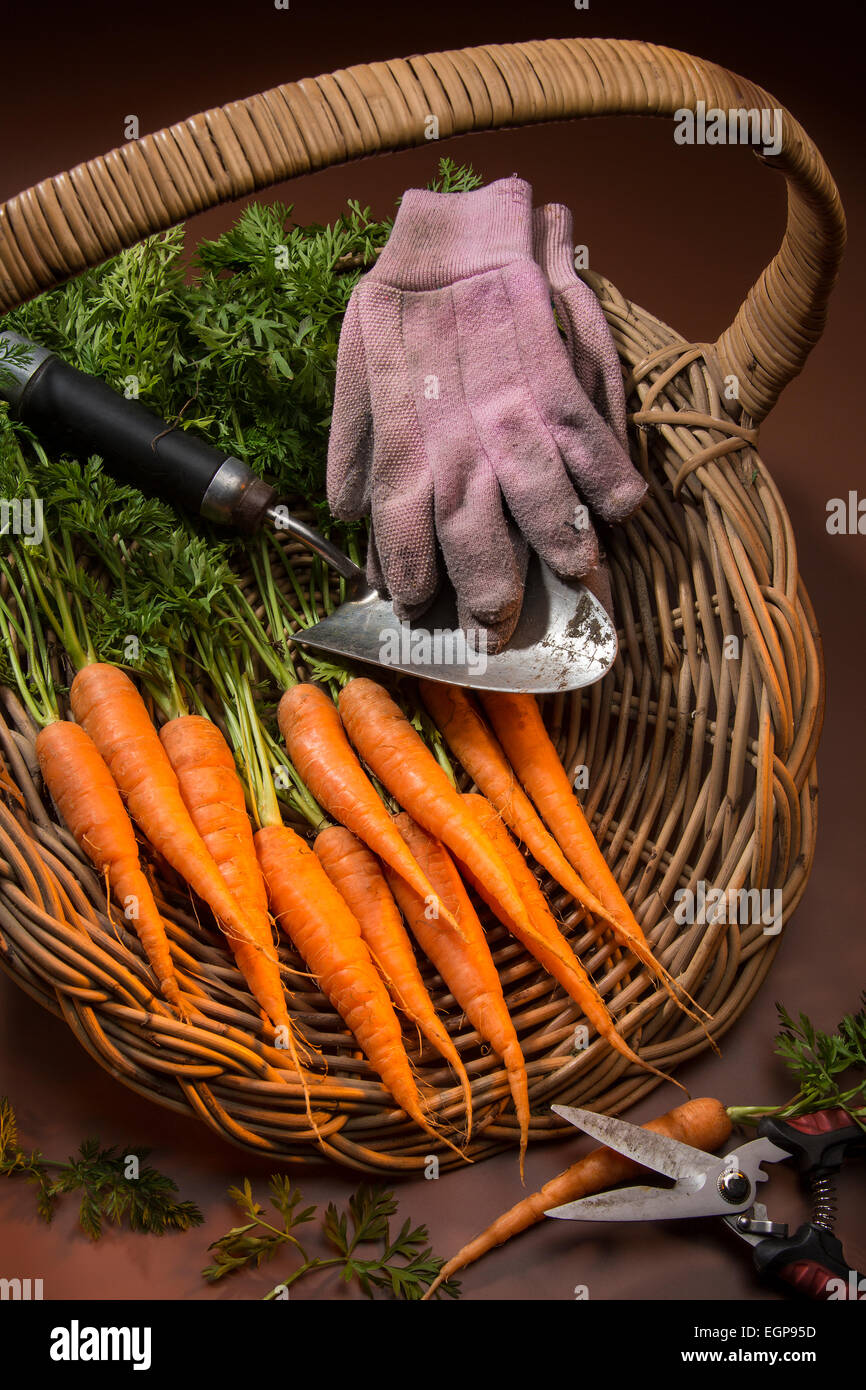 Biologisch angebaute Karotten aus einem Garten Gemüsebeet gesammelt. Stockfoto