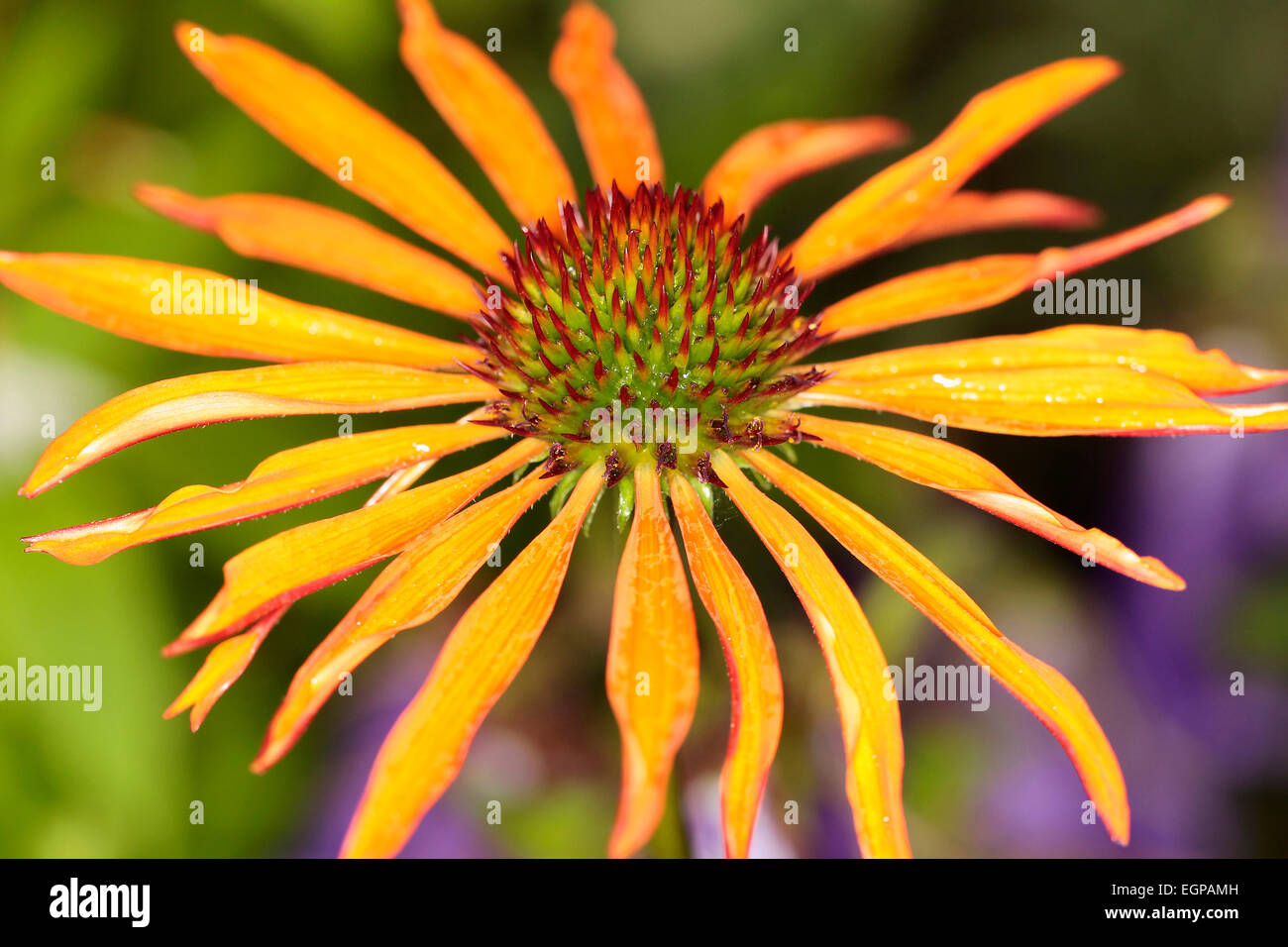Echinacea, Sonnenhut, Echinacea Sorte, Nahaufnahme von Blütenstand mit orange farbigen Blütenblätter. Stockfoto
