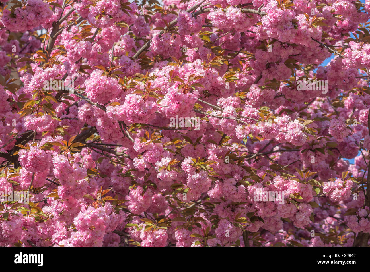 Sakura-Zweig Schönheit hautnah Stockfoto
