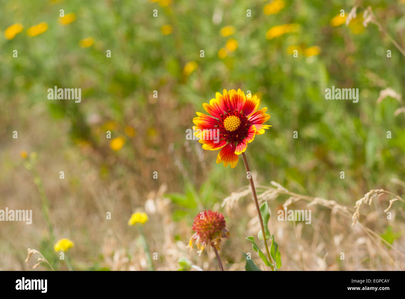 Wilde indische Decke Blume im wilden Feld Stockfoto