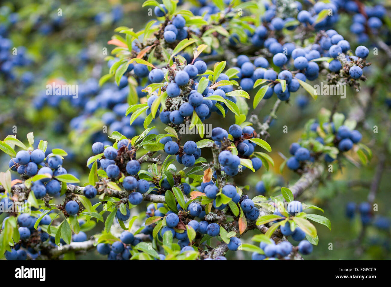 Schlehe, Prunus Spinosa, reichlich lila Schlehe Beeren wachsen auf einem Strauch im Herbst im New Forest. Stockfoto