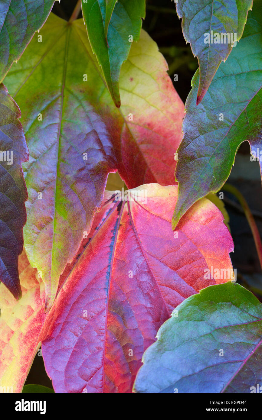 Boston-Efeu, Parthenocissus Tricuspidata, Nahaufnahme Detail der grünen Blätter drehen Rot und gelb im Herbst. Stockfoto
