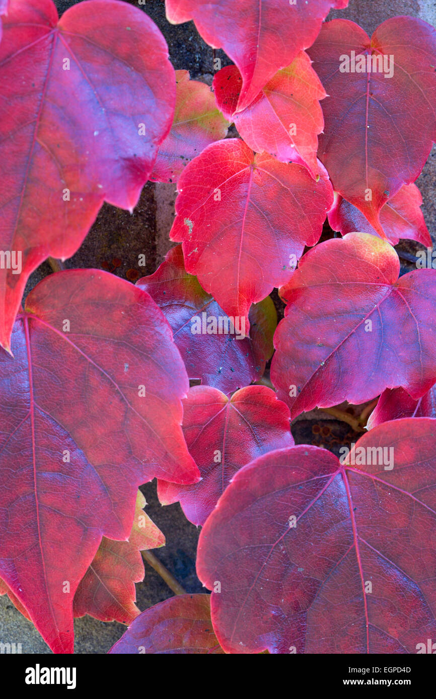 Boston-Efeu, Parthenocissus Tricuspidata, Nahaufnahme Detail des roten Herbstlaub. Stockfoto