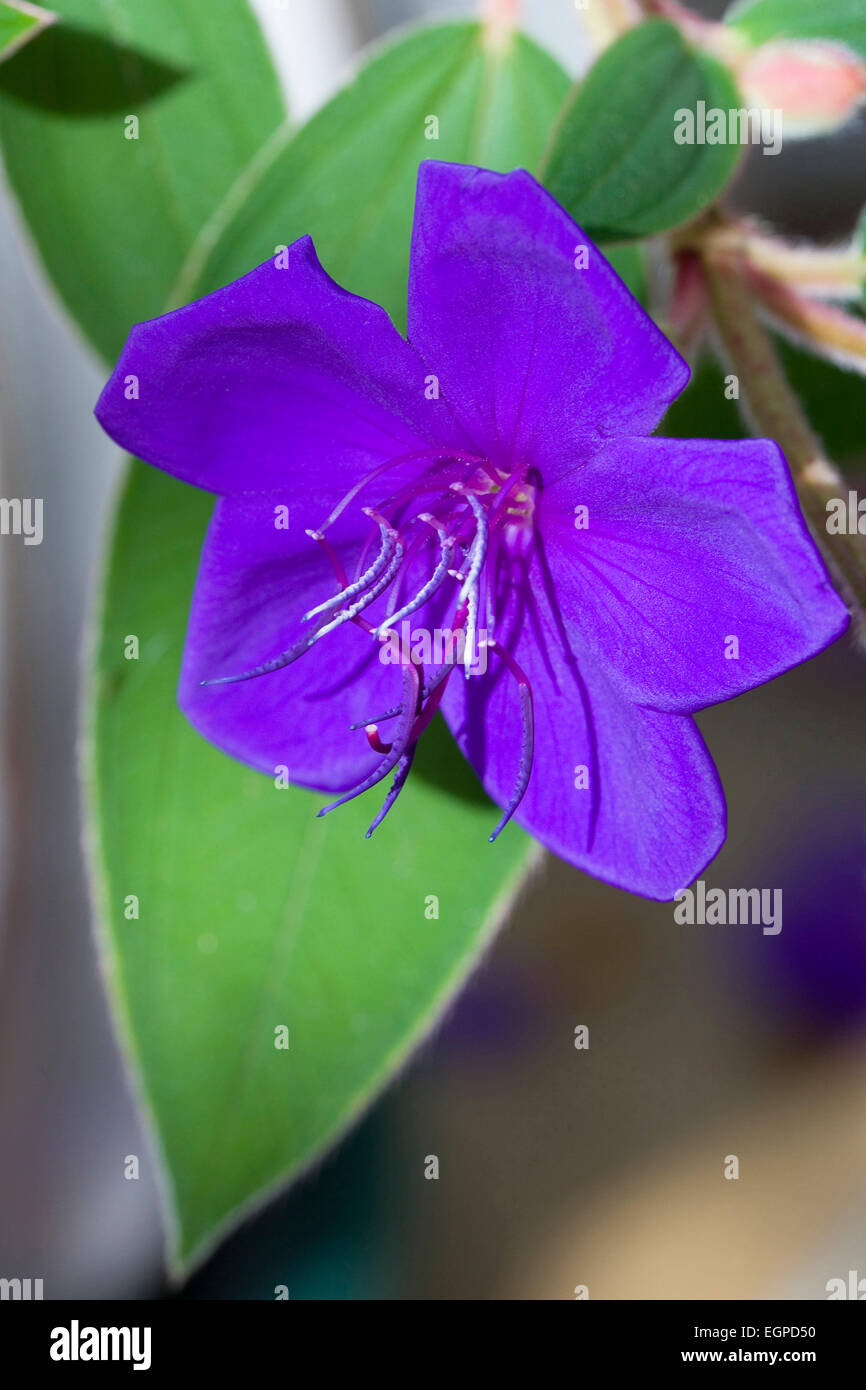 Busch, bezeichnet Urvilleana Ruhm, lila Blume mit prominenten Staubgefäße auf ein immergrüner Strauch. Stockfoto