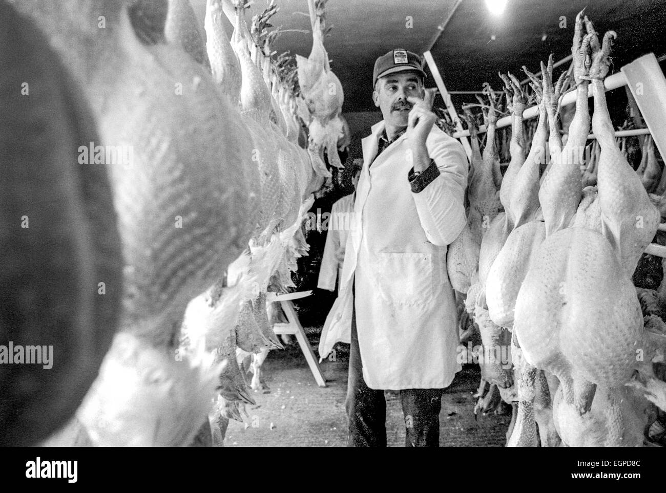 Innen Parkminster Bauernhof, wo sie Truthähne in West Sussex erhöhen, Vorbereitungen für Weihnachten. Stockfoto