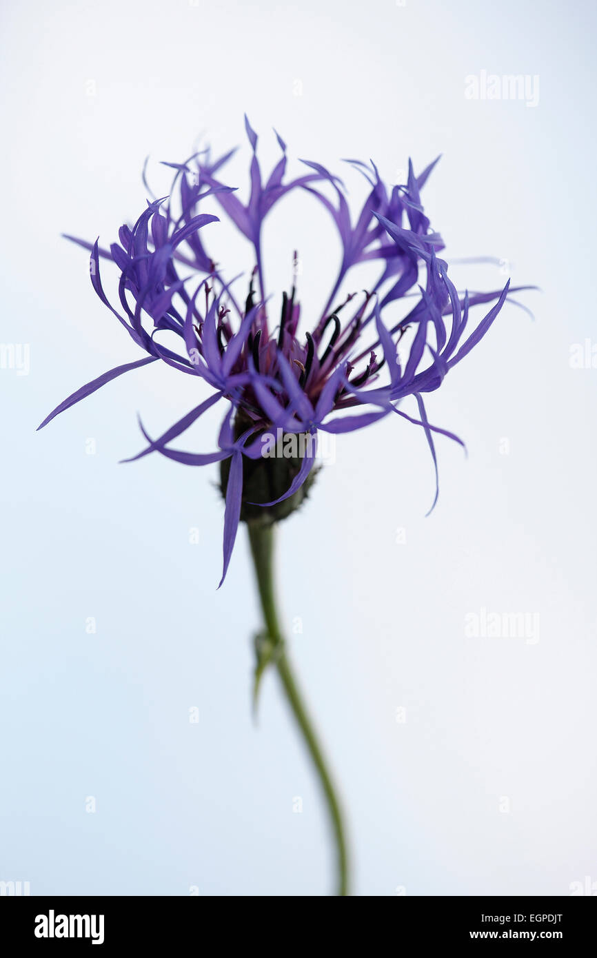 Größere Flockenblume, Centaurea Scabiosa, Vorderansicht einer Blume zeigt spinnenartigen gefranste Blütenblätter, Soft-Fokus Stammzellen, vor weißem Hintergrund. Stockfoto