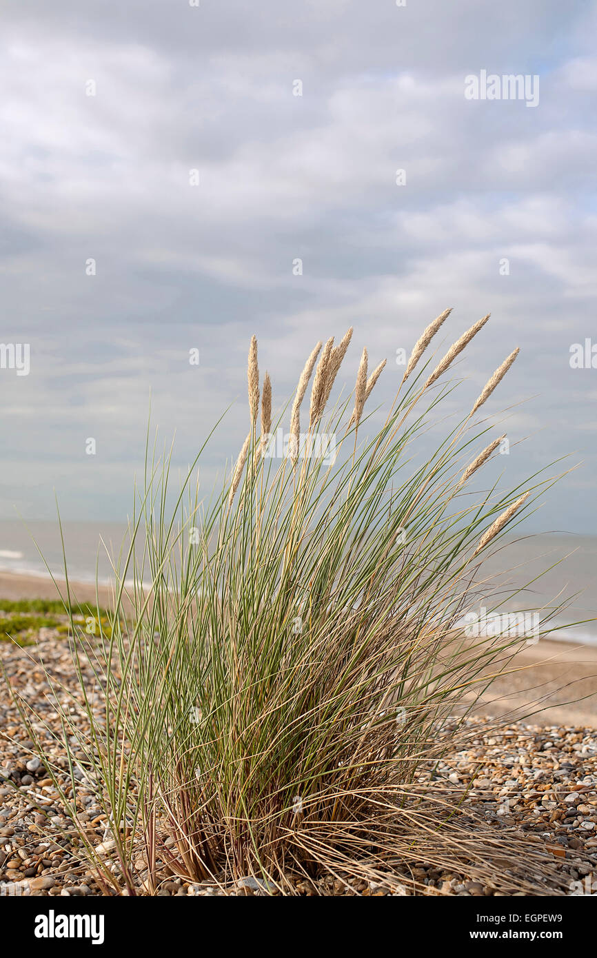 Grass, Dünengebieten Rasen, Ammophila Arenaria, blühende Büschel wachsen in Kies am Strand Suffolk in Großbritannien, Meer und Himmel dahinter. Stockfoto