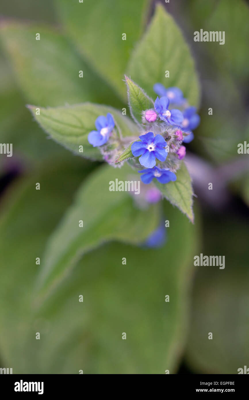 Grün Alkanet, Pentaglottis Sempervirens, Draufsicht des Clusters der blauen Blüten mit weißem Auge auf behaarte Blätter. Stockfoto